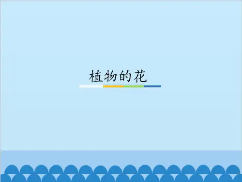 四年级上册科学课件-植物的花 (共13张PPT)粤教版