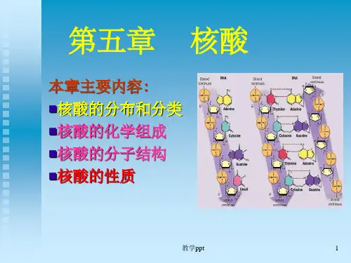 生物化学第五章核酸