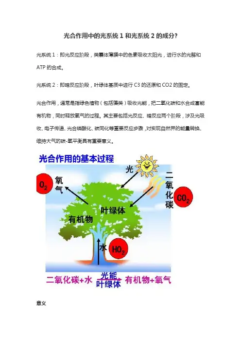 光系统i和光系统ii