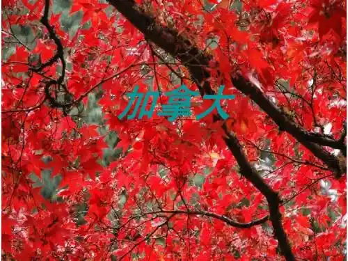 加拿大1