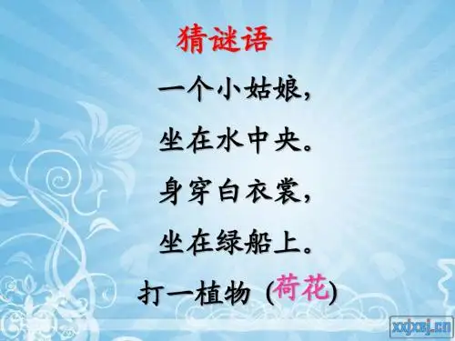 荷花第一课时课件