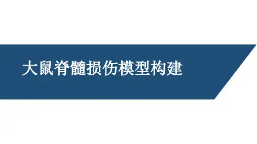 大鼠脊髓损伤模型构建方法