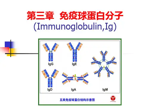 3 免疫球蛋白分子(Immunoglobulin,Ig)