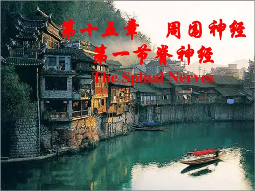 22脊神经--解剖学