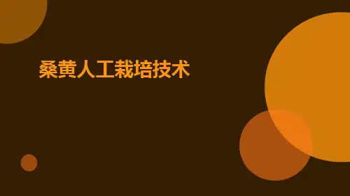 桑黄人工栽培技术