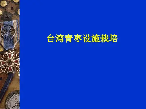 台湾青枣设施栽培
