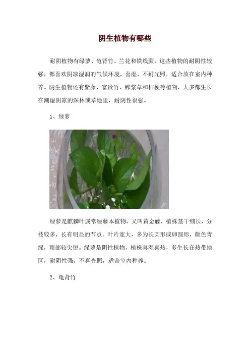 阴生植物有哪些