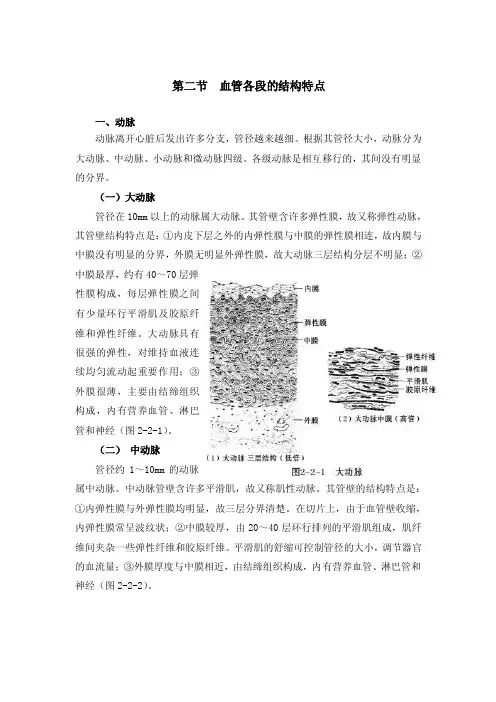 血管各段的结构特点