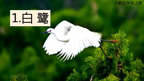 部编人教版五年级语文上册全套资料之《第一单元(全单元)课文》教学课件