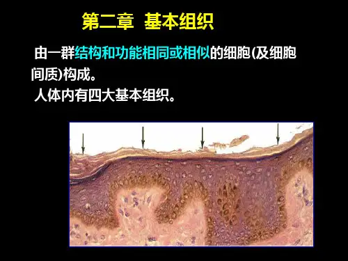 (人体结构学)第二章 基本组织 上皮组织