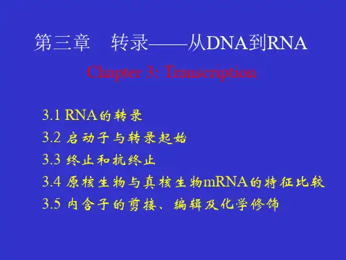 转录——从DNA到RNA