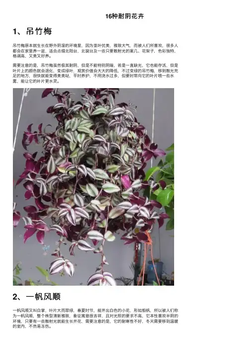 16种耐阴花卉