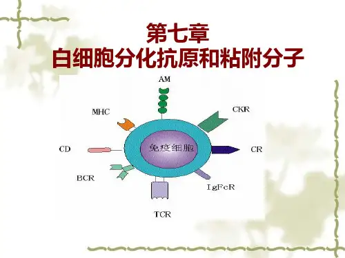 白细胞分化抗原ppt课件