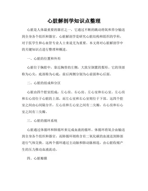 心脏解剖学知识点整理