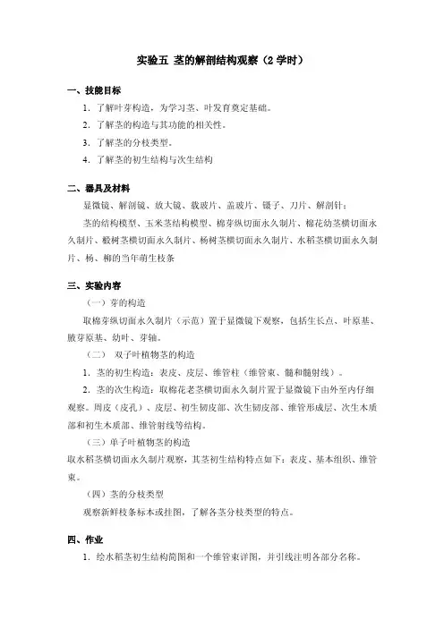 实验五茎的解剖结构观察（2学时）