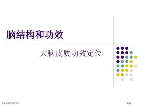 大脑皮质的功能定位