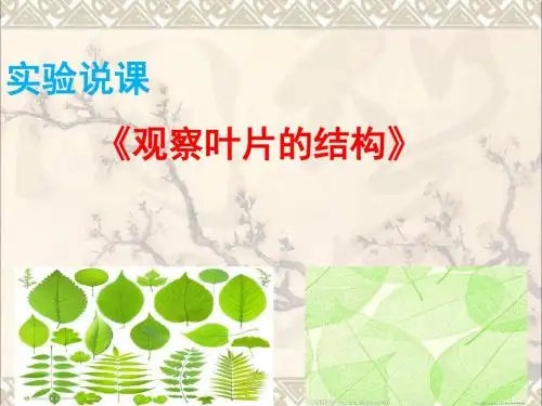 湖北省七年级生物上册第二单元第一章第二节实验《观察叶片结构》说课课件新人教版