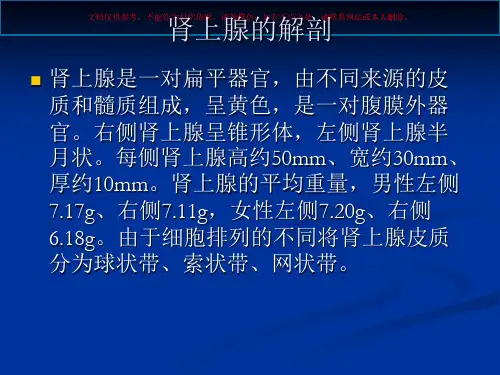 肾上腺的解剖培训课件