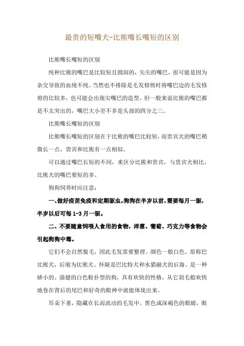 最贵的短嘴犬-比熊嘴长嘴短的区别