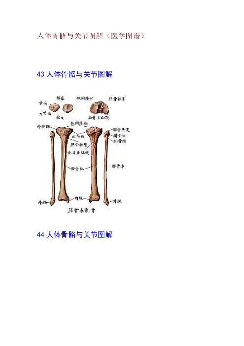 人体骨骼与关节图解