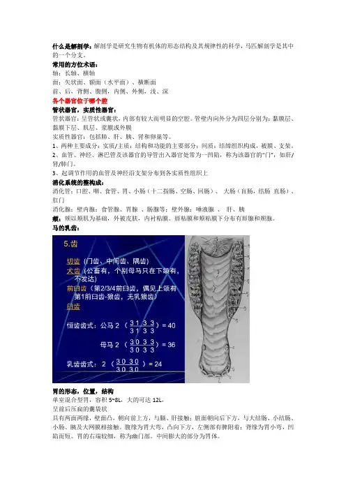 马匹解剖学复习重点【大二上学期】