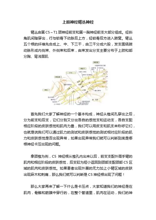 上肢神经臂丛神经