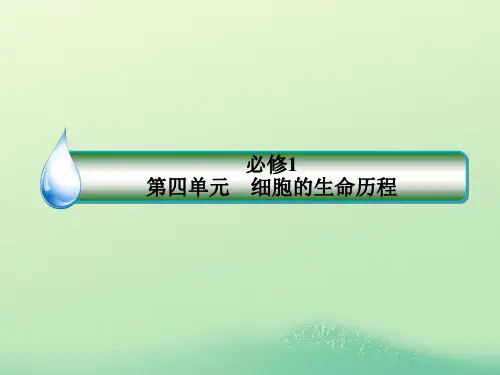 高考生物一轮复习 1-1-4-12 细胞的增殖