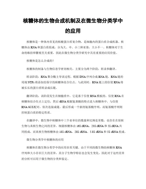 核糖体的生物合成机制及在微生物分类学中的应用