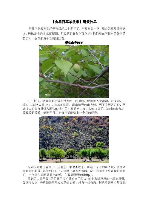 19.【食花百草羊故事】用爱牧羊