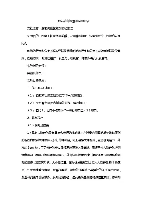 股前内侧区解剖实验报告