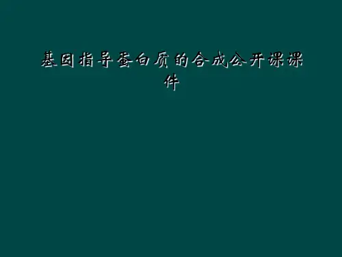 基因指导蛋白质的合成公开课课件