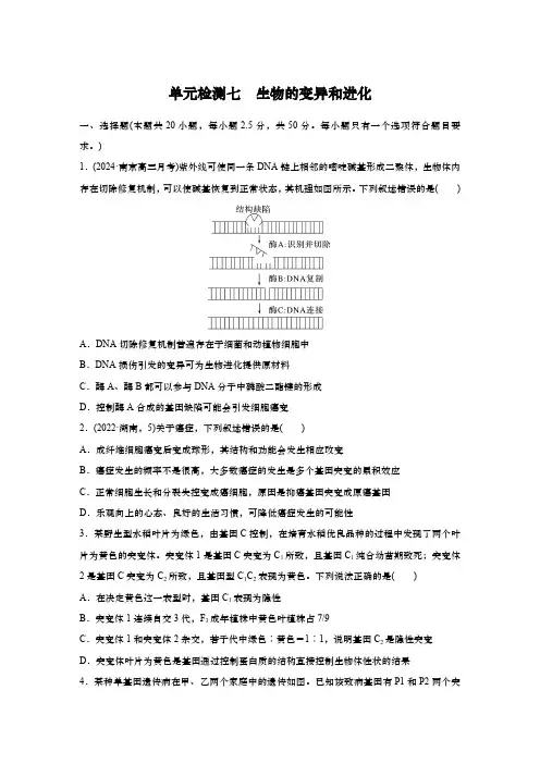 2025届高中生物学一轮复习：单元检测七 生物的变异和进化(含解析)
