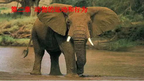 人教版初中八年级生物上册动物的运动ppt课件