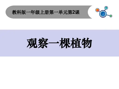 一年级上册科学课件1.2观察一棵植物∣教科版