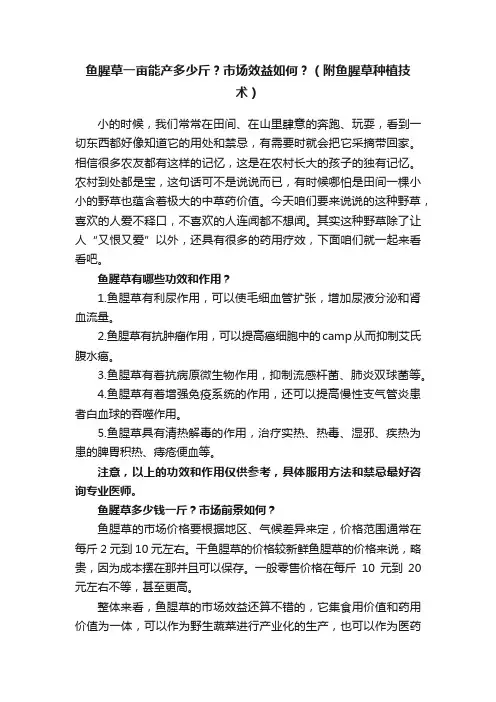 鱼腥草一亩能产多少斤？市场效益如何？（附鱼腥草种植技术）