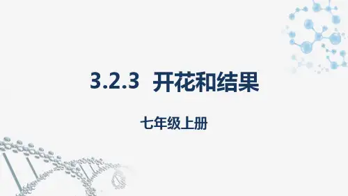 初中生物人教版七年级上册 3.开花和结果  课件