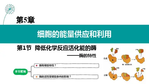酶的特性 教学课件 高一生物 (人教版2019必修1)