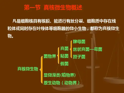 真核微生物概述ppt课件