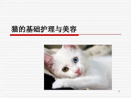 猫的基础护理与美容ppt课件