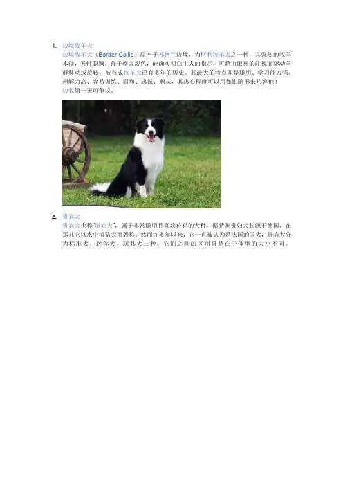 犬类智商排名