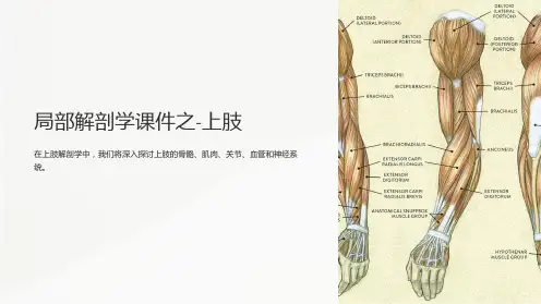 局部解剖学课件之-上肢