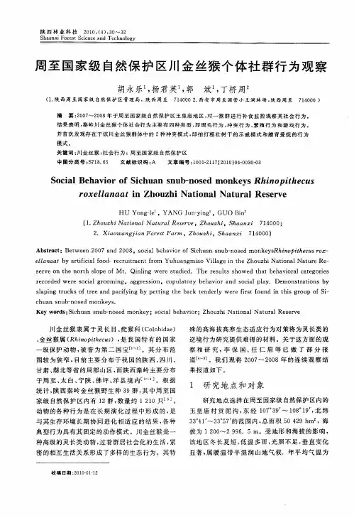 周至国家级自然保护区川金丝猴个体社群行为观察