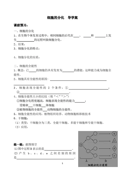 细胞分化  导学案