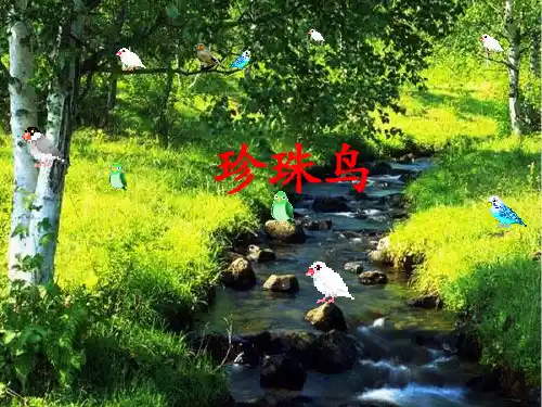 《珍珠鸟》课件2