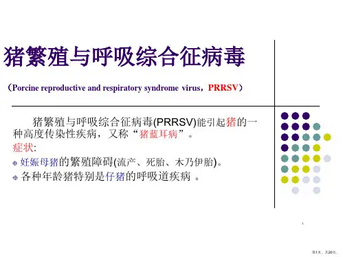 猪繁殖与呼吸综合征病毒PPT演示课件PPT20页