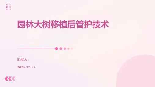 园林大树移植后管护技术
