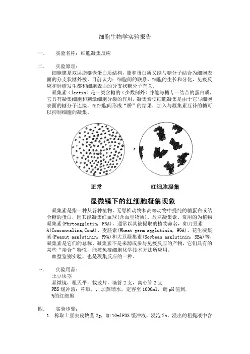 细胞凝集反应实验报告