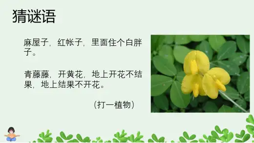 我的“长生果”ppt课件