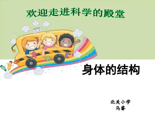 四年级上册科学课件-身体的结构 教科版 (共19张PPT)