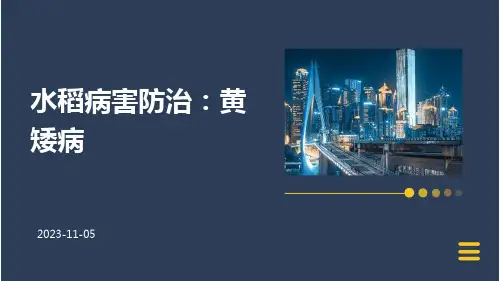 水稻病害防治：黄矮病